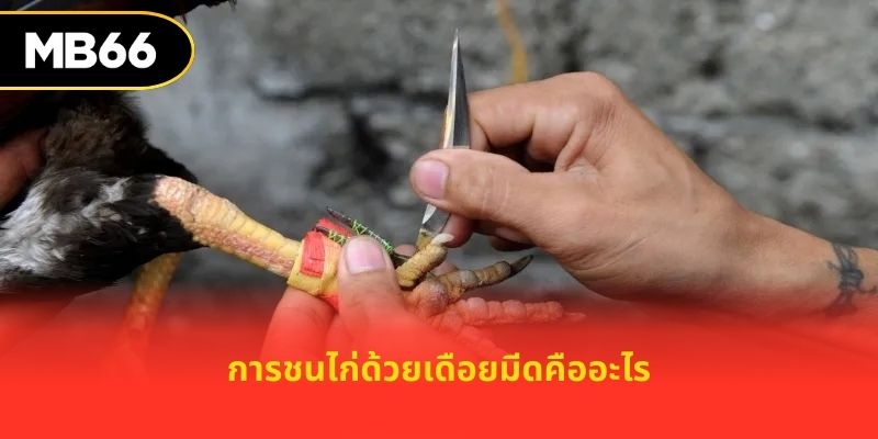 การชนไก่ด้วยเดือยมีดคืออะไร