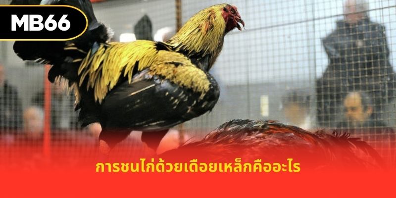 การชนไก่ด้วยเดือยเหล็กคืออะไร