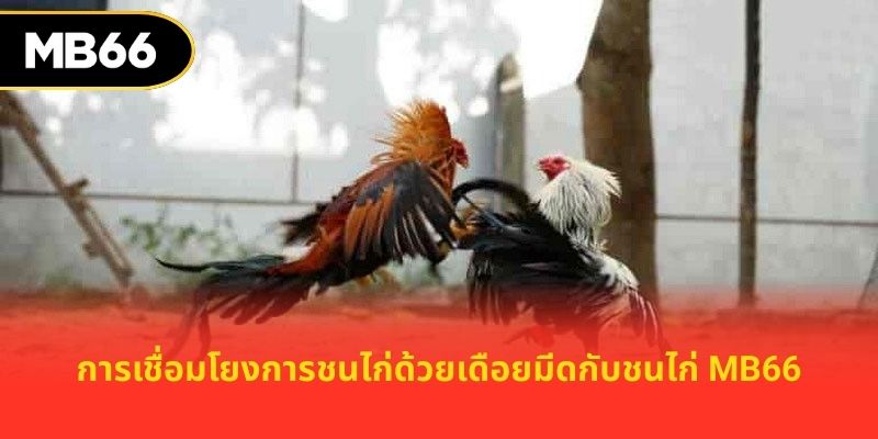 การเชื่อมโยงการชนไก่ด้วยเดือยมีดกับชนไก่ MB66