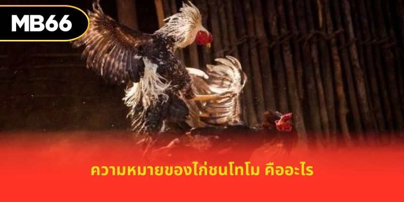 ความหมายของไก่ชนโทโม คืออะไร