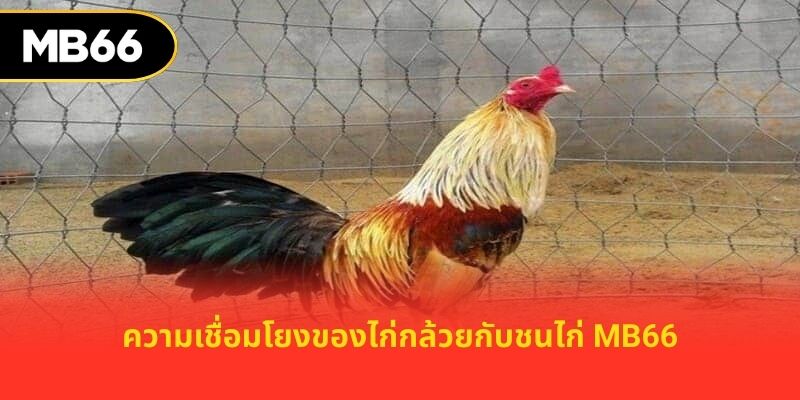 ความเชื่อมโยงของไก่กล้วยกับชนไก่ MB66