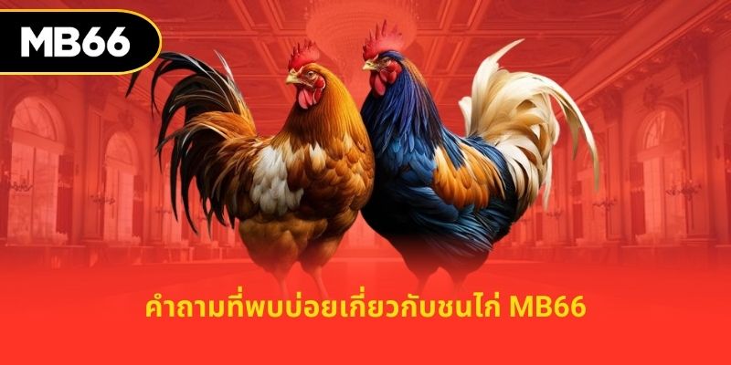 คำถามที่พบบ่อยเกี่ยวกับชนไก่ MB66