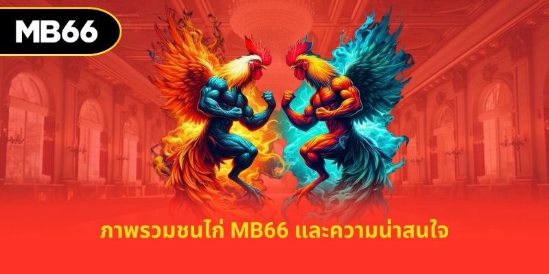 ภาพรวมชนไก่ MB66 และความน่าสนใจ