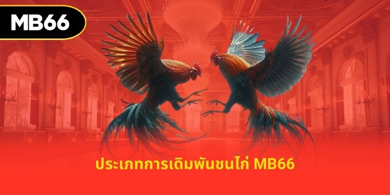 ประเภทการเดิมพันชนไก่ MB66