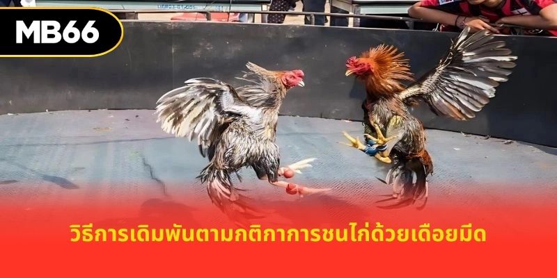 วิธีการเดิมพันตามกติกาการชนไก่ด้วยเดือยมีด