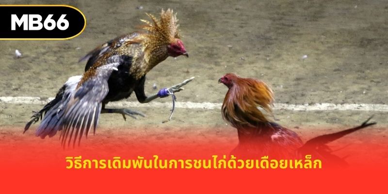 วิธีการเดิมพันในการชนไก่ด้วยเดือยเหล็ก
