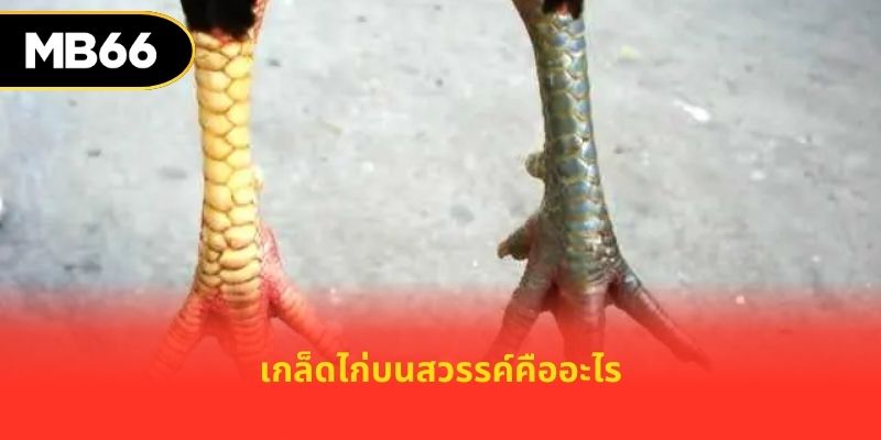 เกล็ดไก่บนสวรรค์คืออะไร