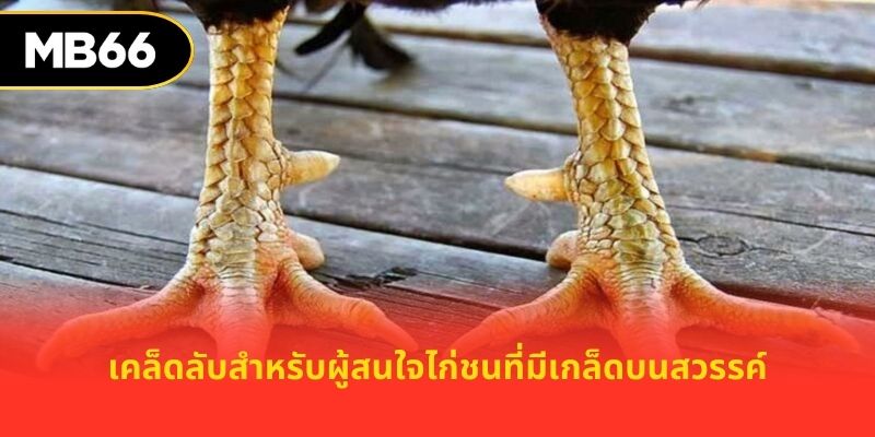 เคล็ดลับสำหรับผู้สนใจไก่ชนที่มีเกล็ดบนสวรรค์