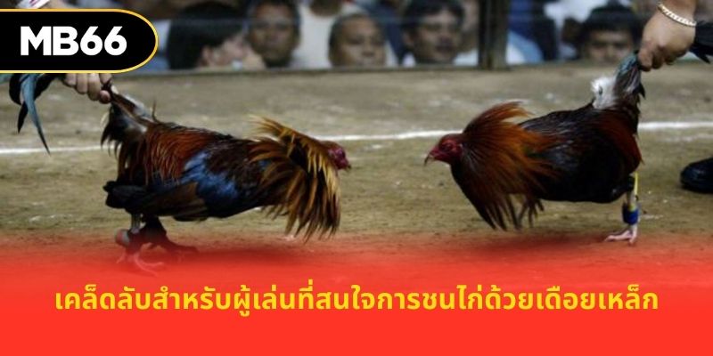 เคล็ดลับสำหรับผู้เล่นที่สนใจการชนไก่ด้วยเดือยเหล็ก