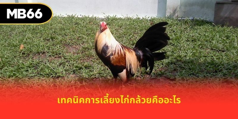 เทคนิคการเลี้ยงไก่กล้วยคืออะไร