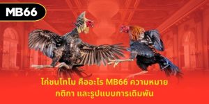 ไก่ชนโทโม คืออะไร